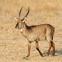 Buy canvas prints of Lone male waterbuck by Angus McComiskey