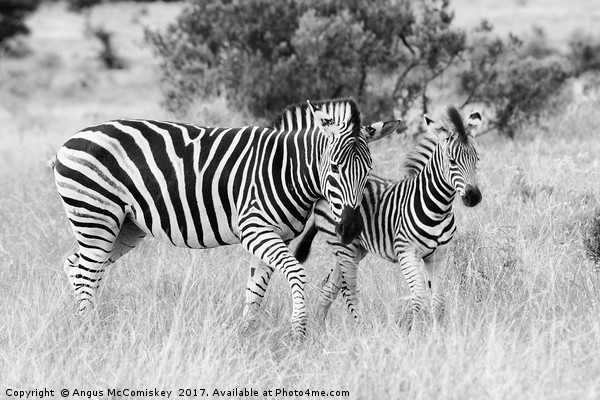 Female zebra with foal (mono) Picture Board by Angus McComiskey