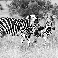 Buy canvas prints of Female zebra with foal (mono) by Angus McComiskey