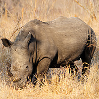 Buy canvas prints of White rhino grazing by Angus McComiskey
