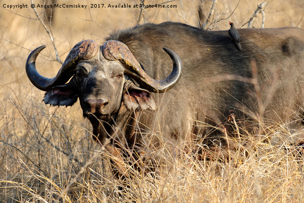 Cape buffalo in bush Picture Board by Angus McComiskey