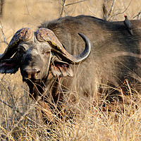 Buy canvas prints of Cape buffalo in bush by Angus McComiskey