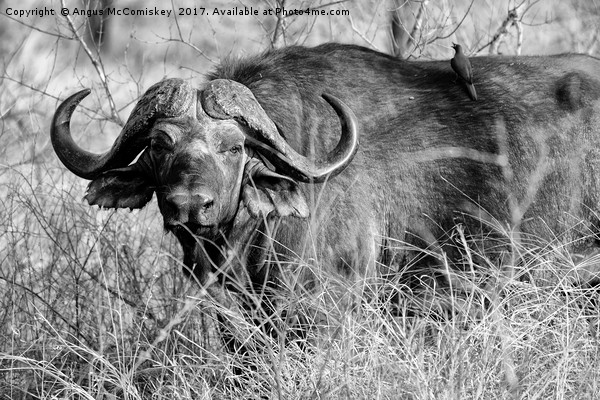 Cape buffalo in bush (mono) Picture Board by Angus McComiskey