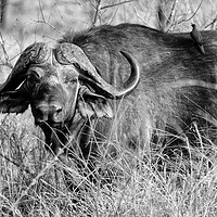 Buy canvas prints of Cape buffalo in bush (mono) by Angus McComiskey