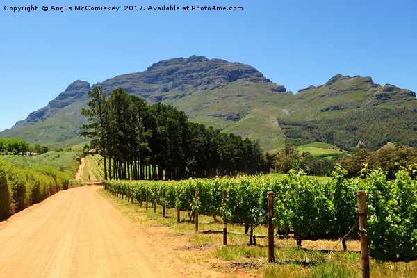 Vineyard in Stellenbosch region of South Africa Picture Board by Angus McComiskey