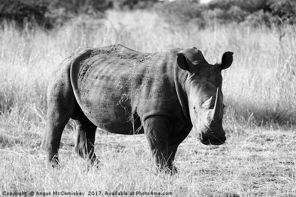 White rhino in bush (mono) Picture Board by Angus McComiskey