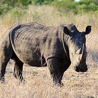 Buy canvas prints of White rhino in bush by Angus McComiskey