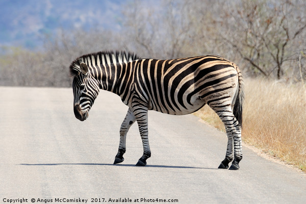 Zebra crossing track Picture Board by Angus McComiskey