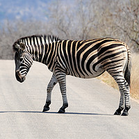 Buy canvas prints of Zebra crossing track by Angus McComiskey