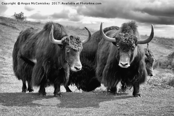 Shaggy haired yaks (mono) Picture Board by Angus McComiskey