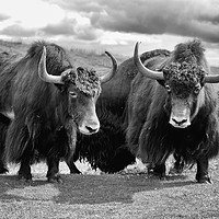 Buy canvas prints of Shaggy haired yaks (mono) by Angus McComiskey
