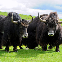 Buy canvas prints of Shaggy haired yaks by Angus McComiskey