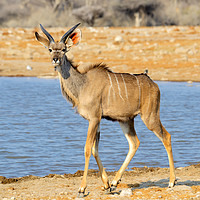 Buy canvas prints of Young male kudu at the waterhole by Angus McComiskey