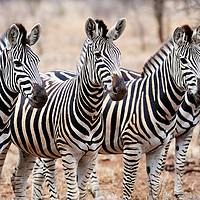Buy canvas prints of Zebra line up by Angus McComiskey