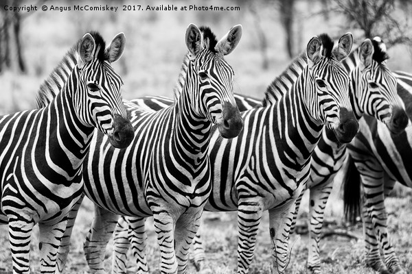 Zebra line up (mono) Picture Board by Angus McComiskey