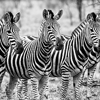 Buy canvas prints of Zebra line up (mono) by Angus McComiskey