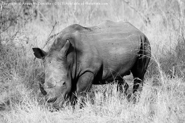 White rhino grazing (mono) Picture Board by Angus McComiskey