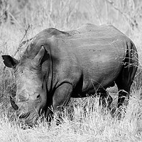 Buy canvas prints of White rhino grazing (mono) by Angus McComiskey