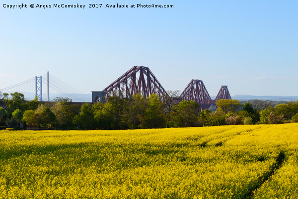 Rapeseed field with three bridges Picture Board by Angus McComiskey