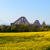 Buy canvas prints of Rapeseed field with three bridges by Angus McComiskey