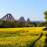Buy canvas prints of Rapeseed field with three bridges panoramic by Angus McComiskey