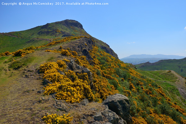The ascent up Whinny Hill to Arthur's Seat Picture Board by Angus McComiskey