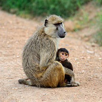 Buy canvas prints of Baboon with young, Amboseli National Park, Kenya by Angus McComiskey