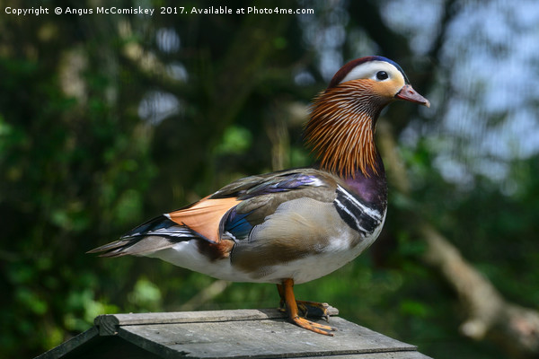 Mandarin duck Picture Board by Angus McComiskey