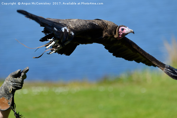 I'm free - vulture in flight Picture Board by Angus McComiskey