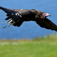 Buy canvas prints of I'm free - vulture in flight by Angus McComiskey
