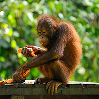 Buy canvas prints of Young male orangutan eating fruit by Angus McComiskey