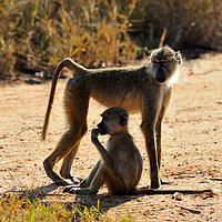 Buy canvas prints of Baboon with young, Taita Hills Game Reserve, Kenya by Angus McComiskey