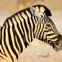 Buy canvas prints of Zebra portrait at first light by Angus McComiskey