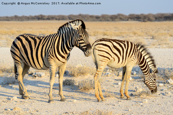 Female zebra with foal Etosha Park, Namibia Picture Board by Angus McComiskey