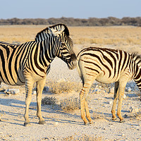 Buy canvas prints of Female zebra with foal Etosha Park, Namibia by Angus McComiskey