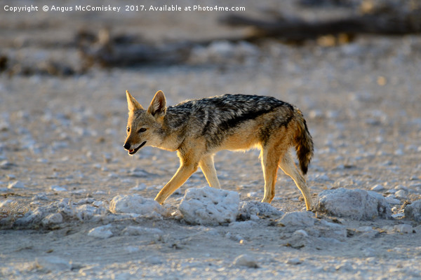 Black-backed jackal, Namibia Picture Board by Angus McComiskey