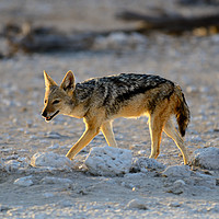 Buy canvas prints of Black-backed jackal, Namibia by Angus McComiskey
