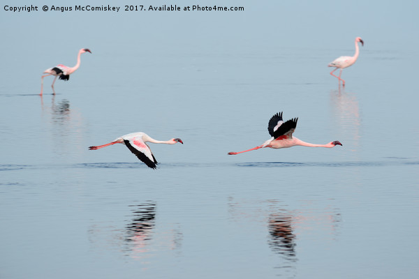 Flamingos at Walvis Bay, Namibia Picture Board by Angus McComiskey