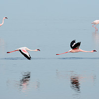 Buy canvas prints of Flamingos at Walvis Bay, Namibia by Angus McComiskey