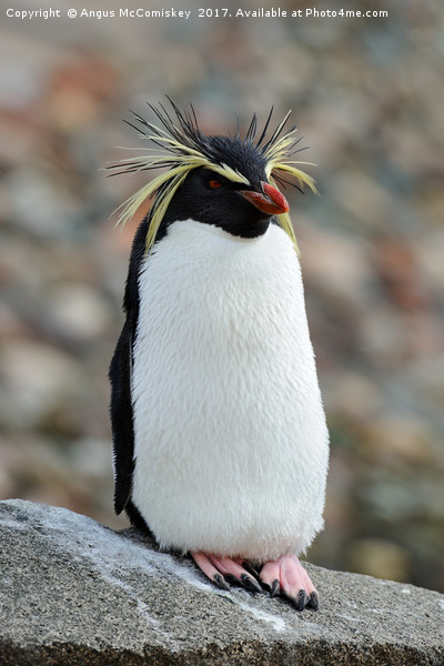 Rockhopper penguin Picture Board by Angus McComiskey