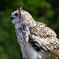 Buy canvas prints of Indian eagle-owl by Angus McComiskey