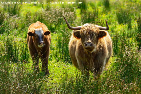 Backlit highland cattle Picture Board by Angus McComiskey