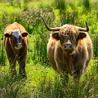 Buy canvas prints of Backlit highland cattle by Angus McComiskey