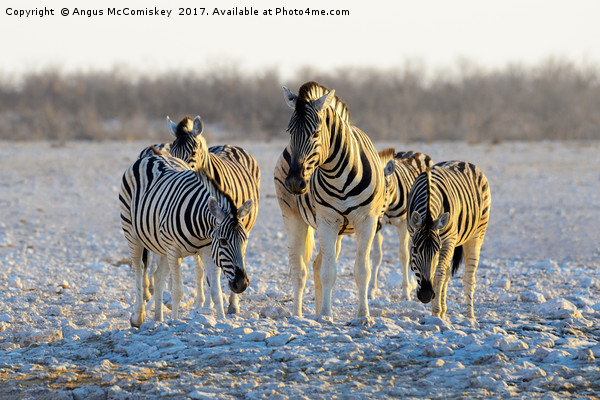 Group of zebras at waterhole at first light Picture Board by Angus McComiskey