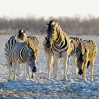 Buy canvas prints of Group of zebras at waterhole at first light by Angus McComiskey