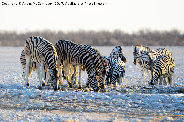 Zebras drinking at waterhole at first light Picture Board by Angus McComiskey