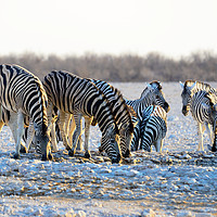 Buy canvas prints of Zebras drinking at waterhole at first light by Angus McComiskey