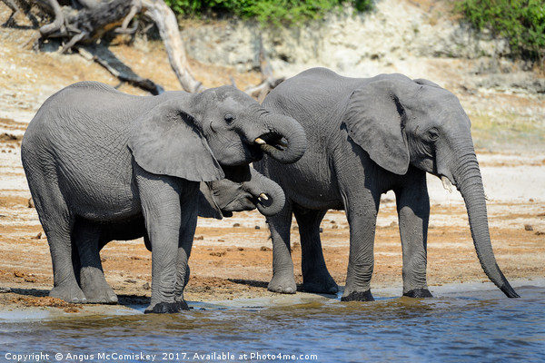 Elephants drinking on bank of Chobe River Botswana Picture Board by Angus McComiskey
