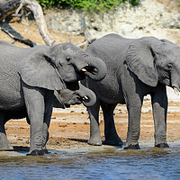 Buy canvas prints of Elephants drinking on bank of Chobe River Botswana by Angus McComiskey