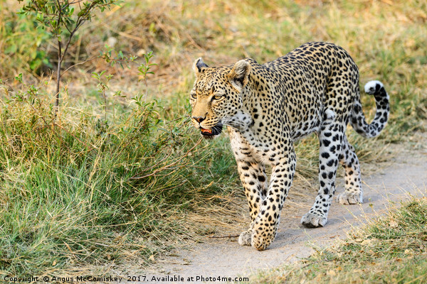 Leopard on the move Picture Board by Angus McComiskey